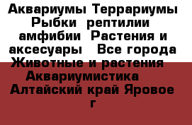 Аквариумы.Террариумы.Рыбки, рептилии, амфибии. Растения и аксесуары - Все города Животные и растения » Аквариумистика   . Алтайский край,Яровое г.